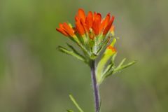 Indian Paintbrush, Castiilleja coccinea Indian Paintbrush, Castiilleja coccinea