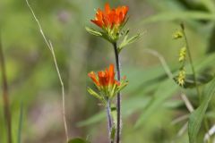 Indian Paintbrush, Castiilleja coccinea Indian Paintbrush, Castiilleja coccinea