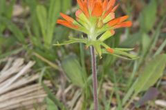 Indian Paintbrush, Castiilleja coccinea Indian Paintbrush, Castiilleja coccinea