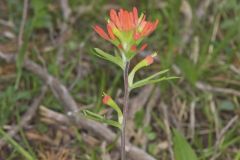 Indian Paintbrush, Castiilleja coccinea Indian Paintbrush, Castiilleja coccinea