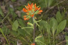 Indian Paintbrush, Castiilleja coccinea