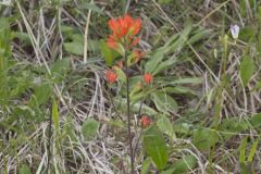 Indian Paintbrush, Castiilleja coccinea Indian Paintbrush, Castiilleja coccinea