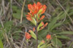 Indian Paintbrush, Castiilleja coccinea