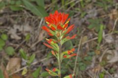 Indian Paintbrush, Castiilleja coccinea Indian Paintbrush, Castiilleja coccinea