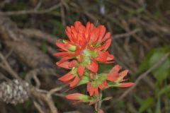 Indian Paintbrush, Castiilleja coccinea Indian Paintbrush, Castiilleja coccinea
