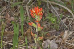 Indian Paintbrush, Castiilleja coccinea Indian Paintbrush, Castiilleja coccinea