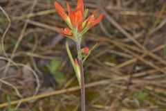 Indian Paintbrush, Castiilleja coccinea Indian Paintbrush, Castiilleja coccinea