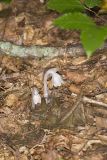 Indian Pipe, Monotropa uniflora