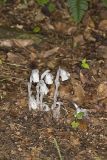 Indian Pipe, Monotropa uniflora