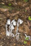 Indian Pipe, Monotropa uniflora