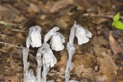 Indian Pipe