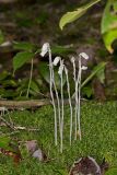 Indian Pipe, Monotropa uniflora