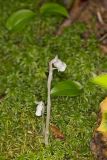 Indian Pipe, Monotropa uniflora