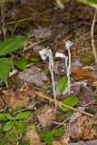 Indian Pipe, Monotropa uniflora
