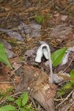 Indian Pipe, Monotropa uniflora