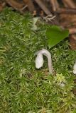 Indian Pipe, Monotropa uniflora