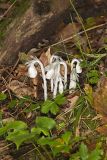 Indian Pipe, Monotropa uniflora