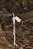 Indian Pipe, Monotropa uniflora