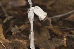 Monotropaceae, Indian Pipe Family