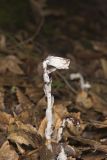 Indian Pipe, Monotropa uniflora