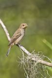Indigo Bunting, Passerina cyanea