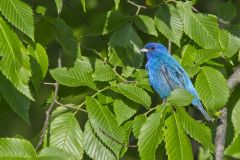 Indigo Bunting, Passerina cyanea
