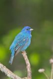 Indigo Bunting, Passerina cyanea