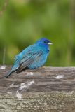 Indigo Bunting, Passerina cyanea