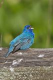 Indigo Bunting, Passerina cyanea