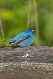 Indigo Bunting, Passerina cyanea