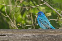 Indigo Bunting, Passerina cyanea