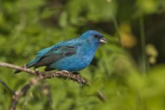 Indigo Bunting, Passerina cyanea