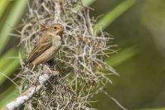 Indigo Bunting, Passerina cyanea