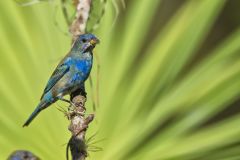 Indigo Bunting, Passerina cyanea