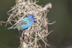 Indigo Bunting, Passerina cyanea