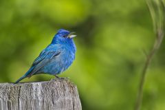 Indigo Bunting, Passerina cyanea
