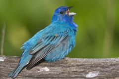 Indigo Bunting, Passerina cyanea