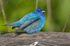 Indigo Bunting, Passerina cyanea