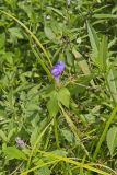 Ivy-leaved Morning-glory, Ipomoea hederacea