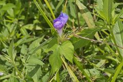 Ivy-leaved Morning-glory