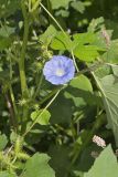 Ivy-leaved Morning-glory, Ipomoea hederacea