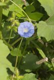 Ivy-leaved Morning-glory, Ipomoea hederacea