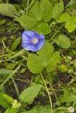 Ivy-leaved Morning-glory, Ipomoea hederacea
