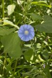 Ivy-leaved Morning-glory, Ipomoea hederacea