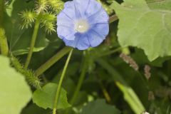 Ivy-leaved Morning-glory, Ipomoea hederacea