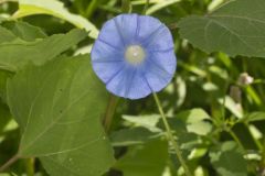 Ivy-leaved Morning-glory, Ipomoea hederacea