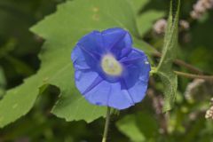 Ivy-leaved Morning-glory, Ipomoea hederacea