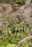 Ivy-leaved Speedwell, Veronica hederifolia
