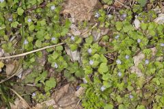 Ivy-leaved Speedwell