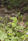 Ivy-leaved Speedwell, Veronica hederifolia